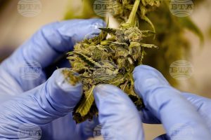 Турският парламент одобри продажбата на медицински канабис в аптеките